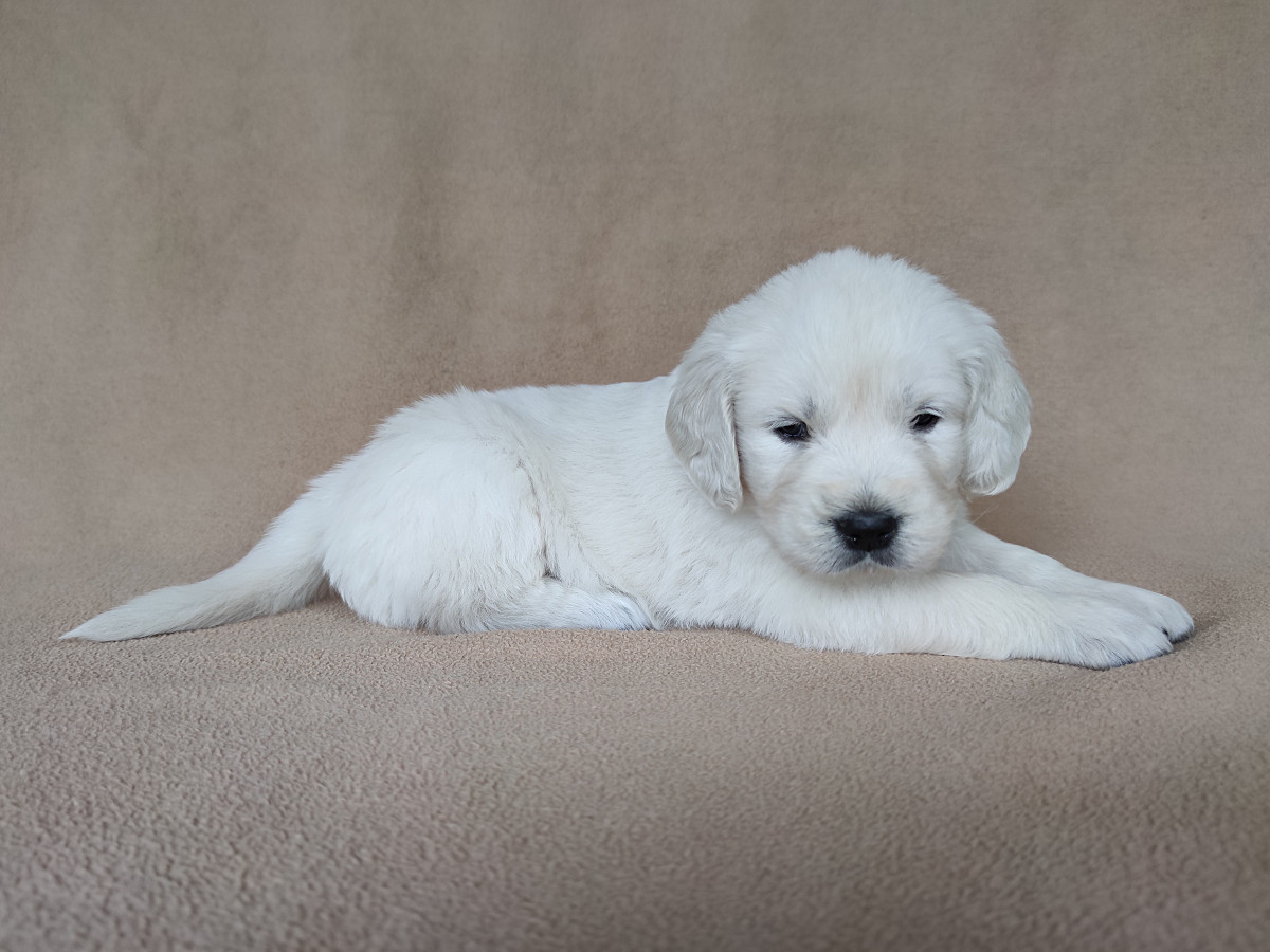 Read more about the article ROLLO Queen Rosa – szczeniak Golden Retriever
