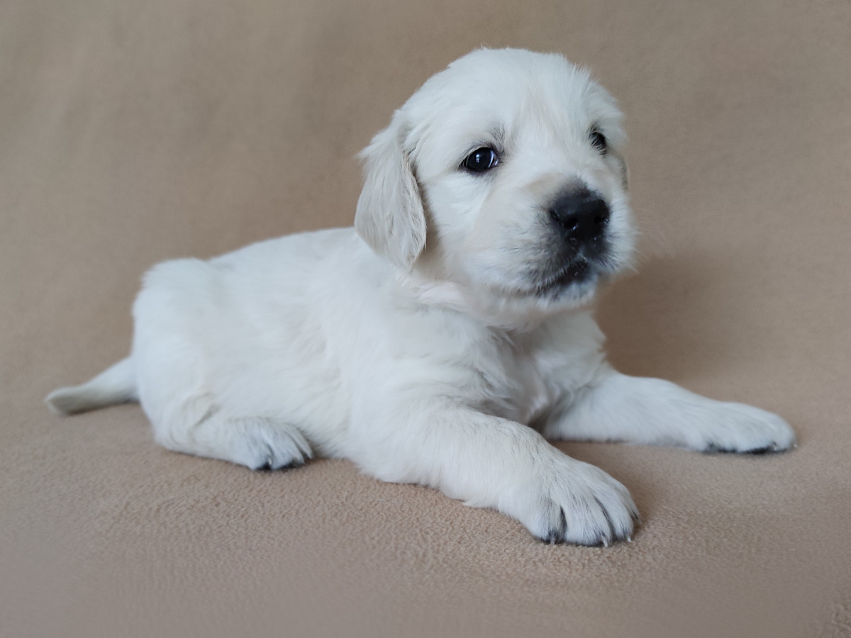 Read more about the article ROSALIE Queen Rosa – szczeniak Golden Retriever