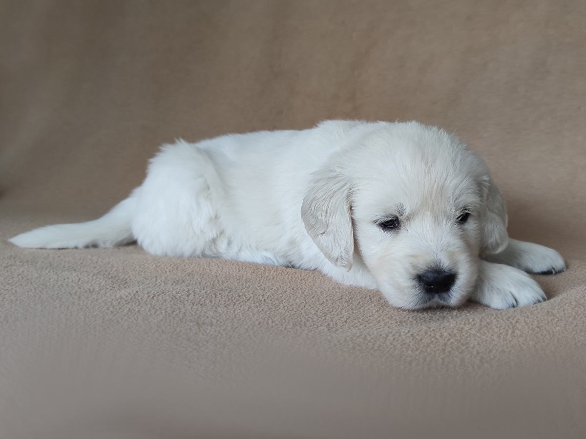 Golden Retriever Miot R 28 04 2020 Queen Rosa