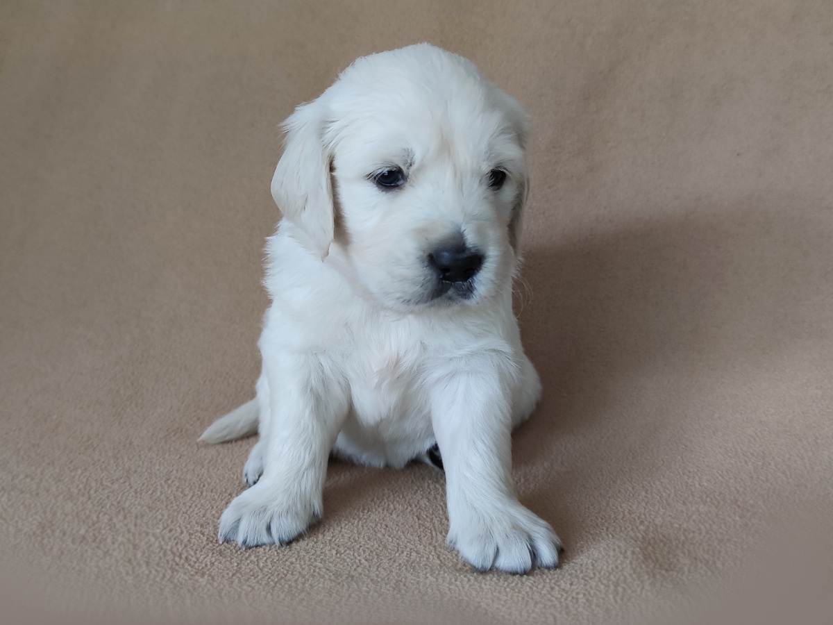 Read more about the article ROLAND Queen Rosa – szczeniak Golden Retriever