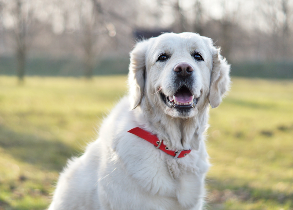 Read more about the article Golden Retriever – ciekawostki