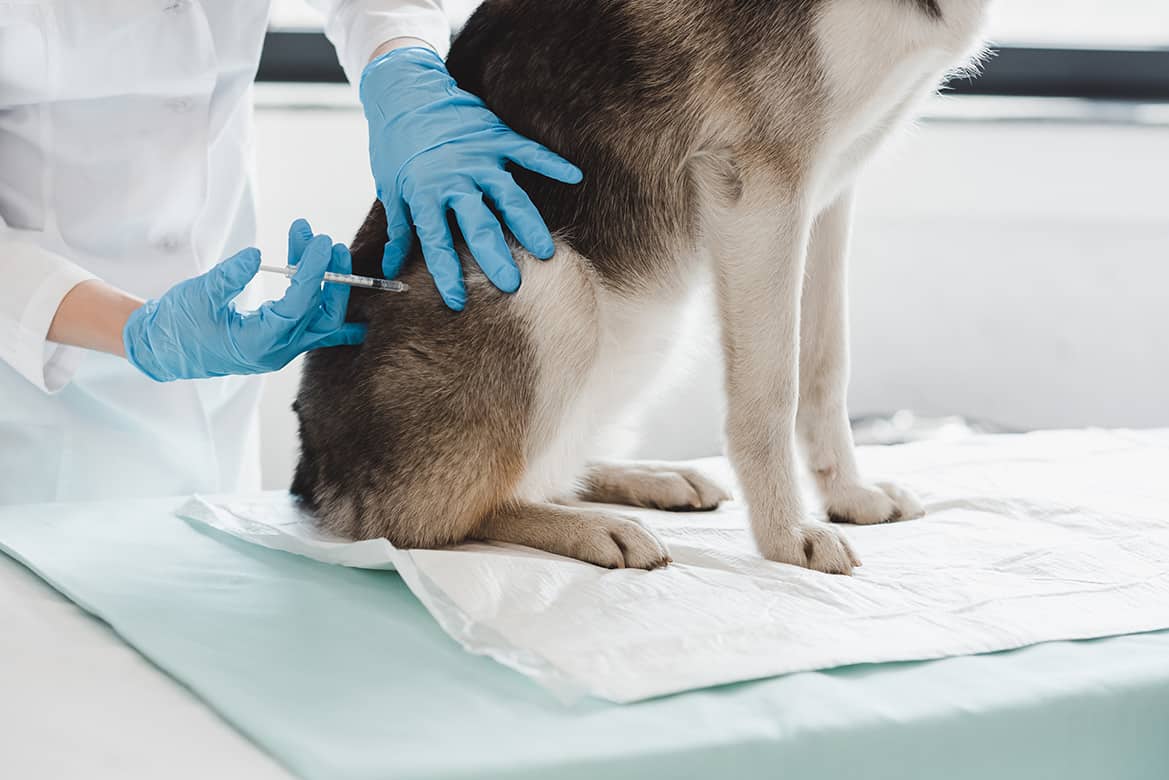 Read more about the article Ile jest ważne szczepienie psa na wściekliznę?