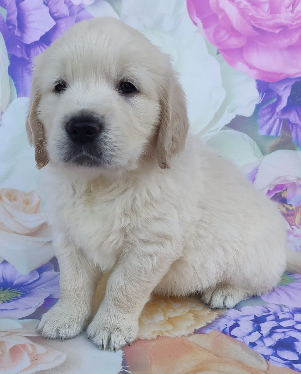 Read more about the article BRASIKA Queen Rosa – szczeniak Golden Retriever