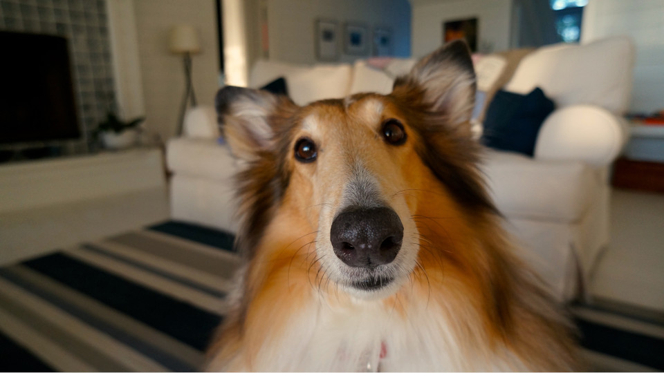 Read more about the article Jak sprawić, żeby Twój pies mógł cieszyć się każdego dnia?
