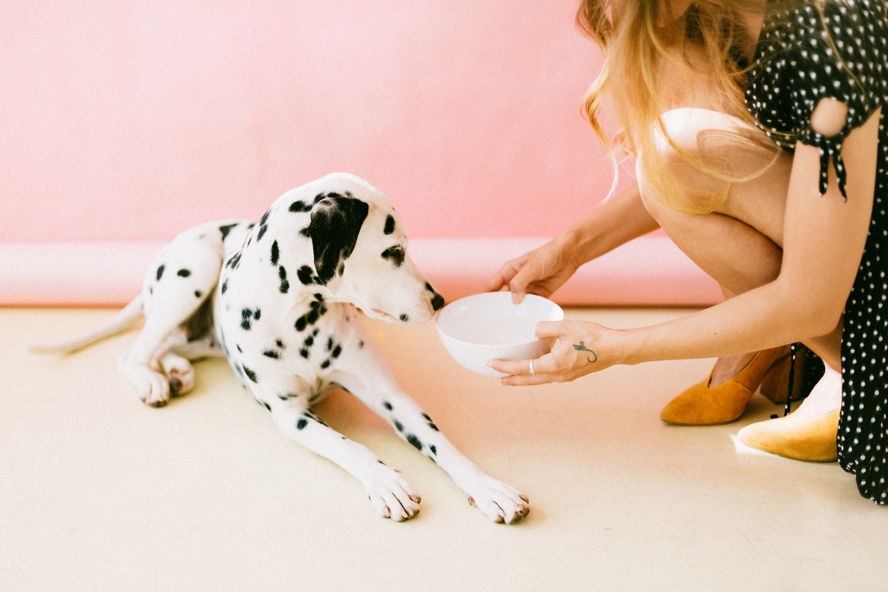 Read more about the article Ile raz dziennie karmić psa – zasady karmienia psów