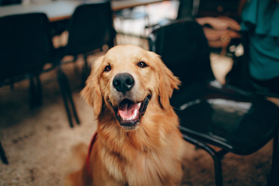 Read more about the article Dobre wychowanie psa – zainwestuj w dobre przysmaki!