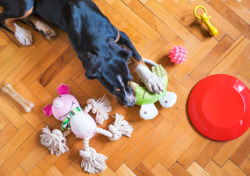 Read more about the article Dlaczego psy gryzą przedmioty? Zobacz co zrobić, aby pies nie był destrukcyjny