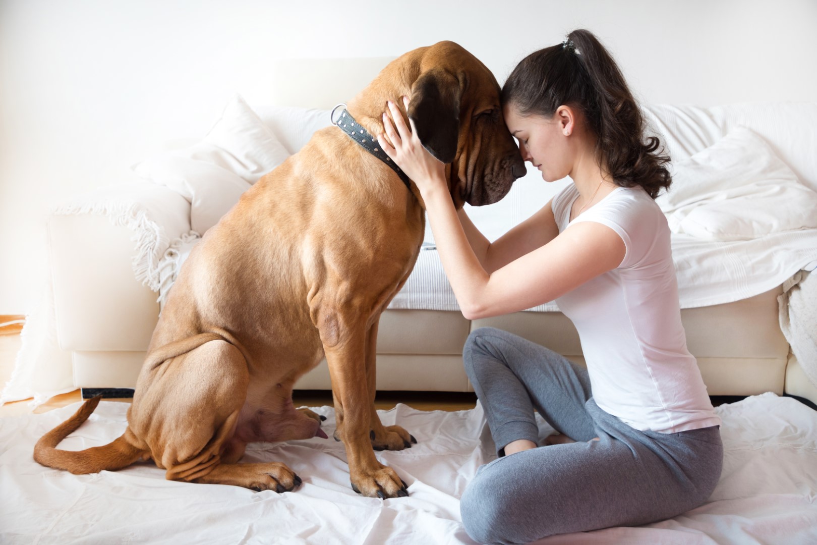 Read more about the article Jak zadbać o stymulację umysłową psa? 3 treningi, które możecie wykonać w domu