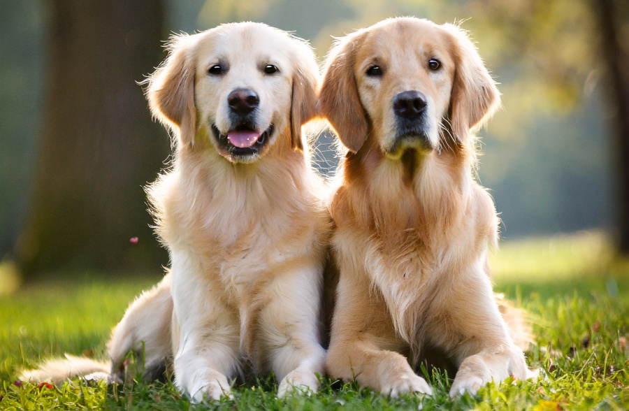 Read more about the article Pies czy suczka Golden retriever?