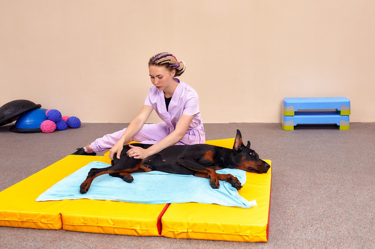 Read more about the article Fizjoterapeutyczne usługi weterynaryjne – dowiedz się, na czym polega fizjoterapia dla zwierząt!