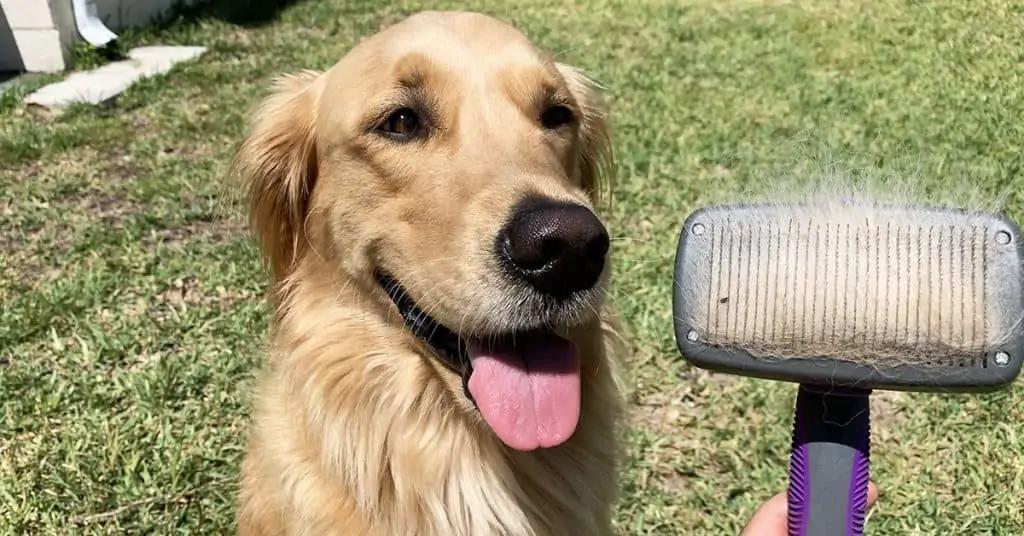 Rodzaje sierści u golden retrievera: Jak wpływają ⁢na ​wybór⁢ odpowiedniej szczotki​ do pielęgnacji?