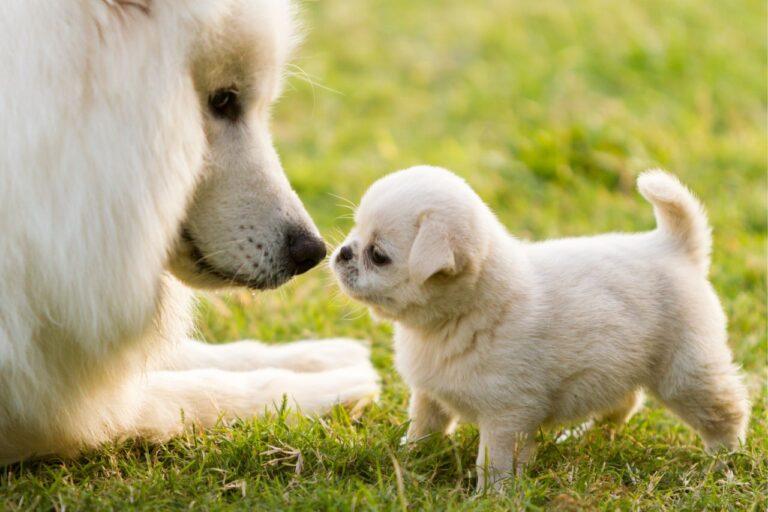 Read more about the article Szczeniaki golden retriever