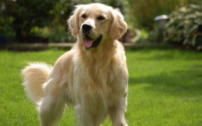 Regularne kąpiele vs. kąpiele okazjonalne: Jak często myć golden retrievera?