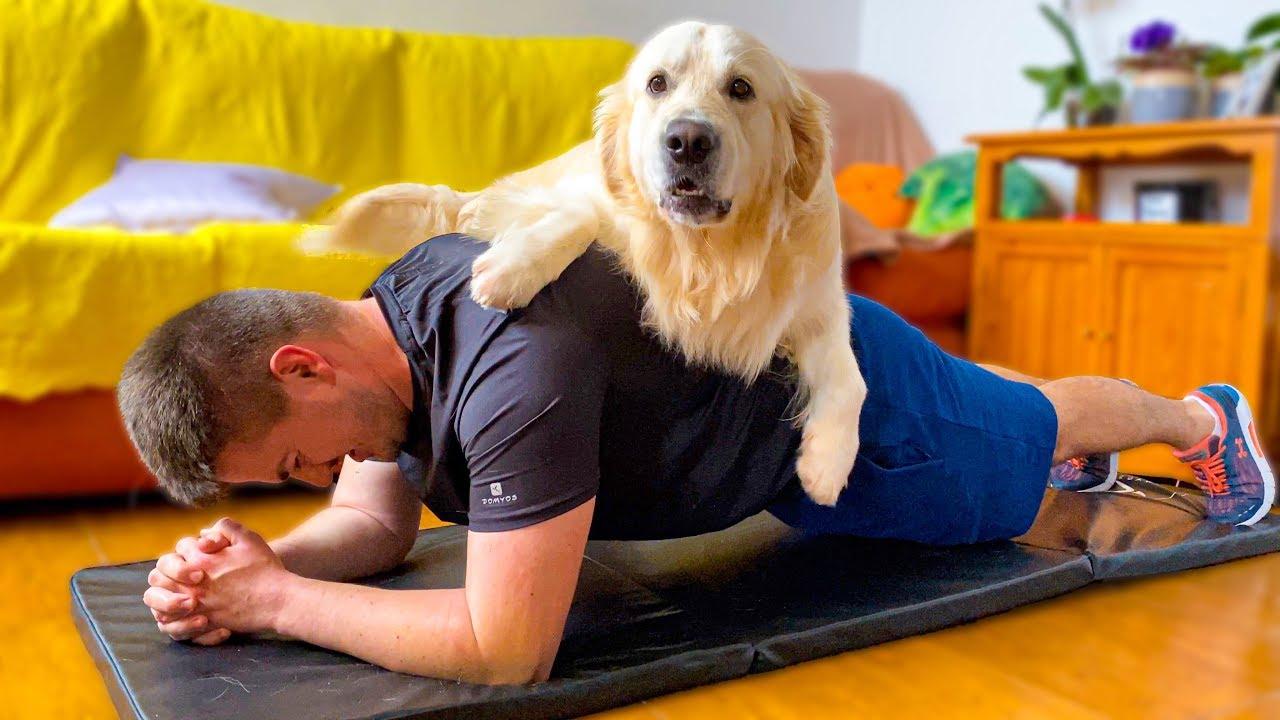 Zabawne⁢ ćwiczenia ⁣DIY dla golden retrieverów