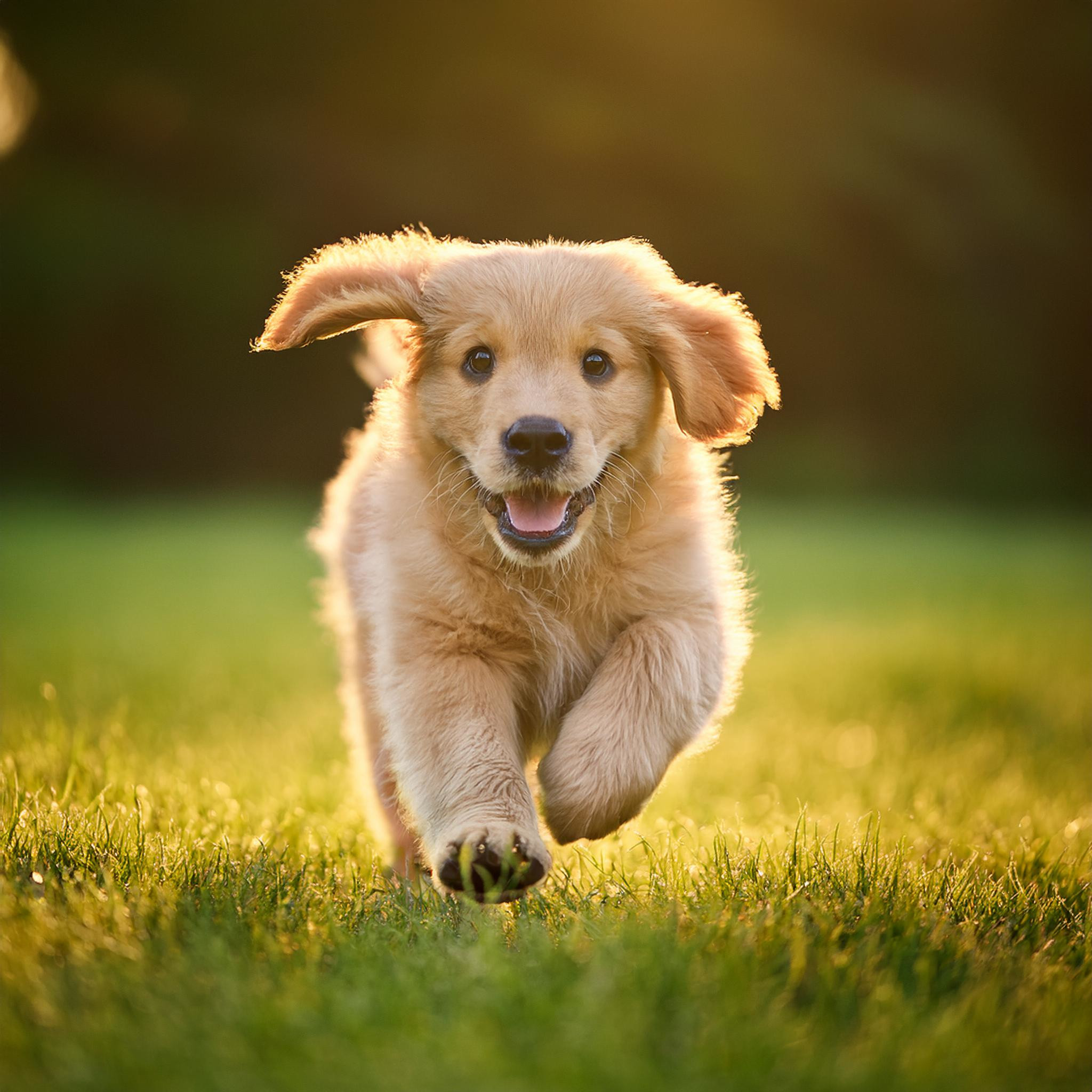 Read more about the article Jak przygotować dom na przyjęcie szczeniaka golden retrievera?