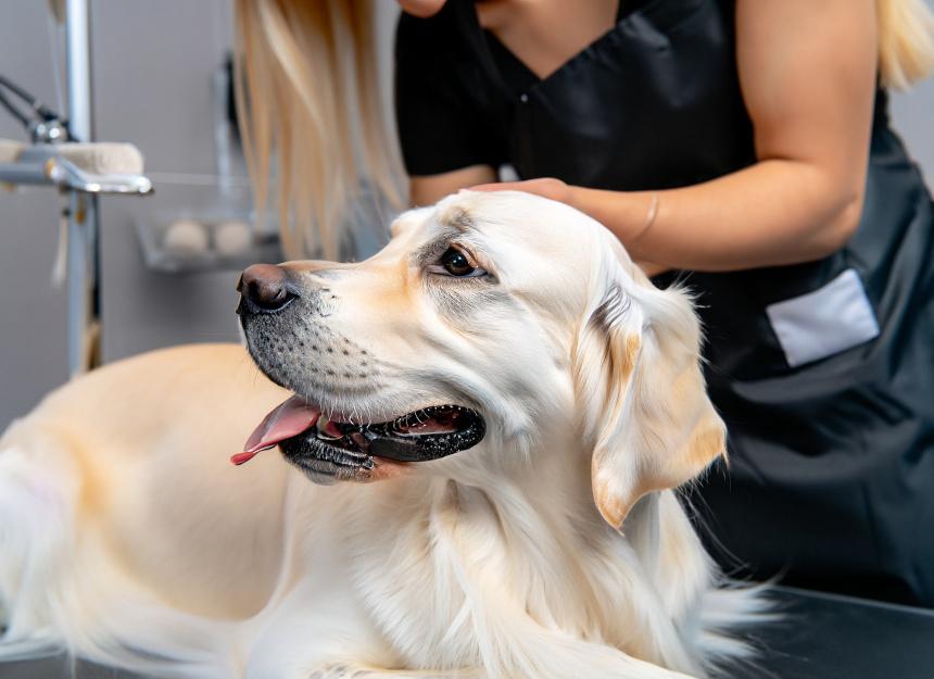 Podstawowe zasady pielęgnacji sierści golden retrievera