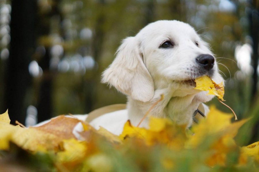 Domowa hodowla psow rasy golden retriever ZKWP Domowa hodowla psow rasy golden retriever ZKWP